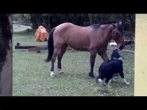 porn com cavalo|Mulheres transando com animais .